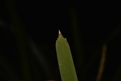 Lomandra spicata
