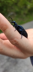 Meloe violaceus