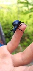 Meloe violaceus