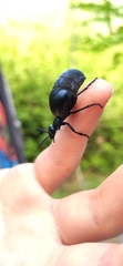 Meloe violaceus