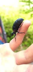 Meloe violaceus