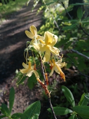 Rhododendron luteum
