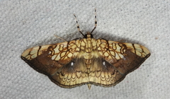 Pantographa scripturalis