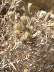 Tetradymia stenolepis