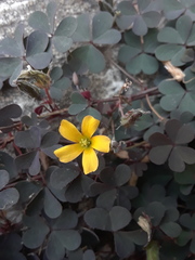 Oxalis corniculata