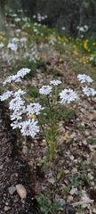Iberis pectinata