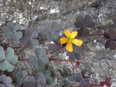 Oxalis corniculata