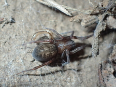 Metaltella simoni