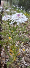 Iberis pectinata