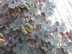 Oxalis corniculata