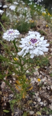 Iberis pectinata