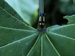 Ptosima gibbicollis