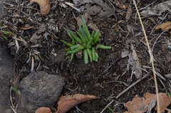 Phemeranthus napiformis