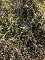 Pulmonaria angustifolia