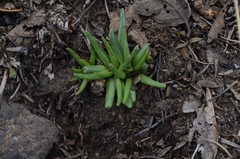 Phemeranthus napiformis