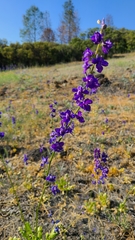 Delphinium uliginosum