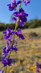 Delphinium uliginosum