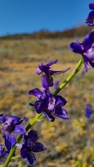 Delphinium uliginosum
