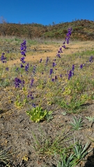 Delphinium uliginosum