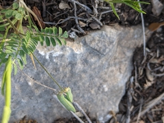 Astragalus nuttallianus