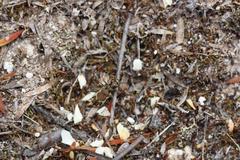 Neocicindela tuberculata