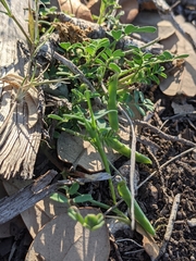 Astragalus nuttallianus