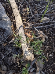 Astragalus nuttallianus