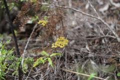 Lygodium articulatum