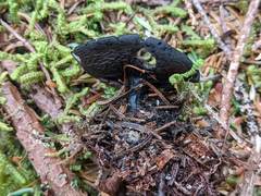 Pseudoplectania melaena