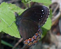 Gyrocheilus patrobas