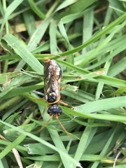 Acantholyda posticalis