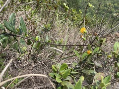 Gynura divaricata