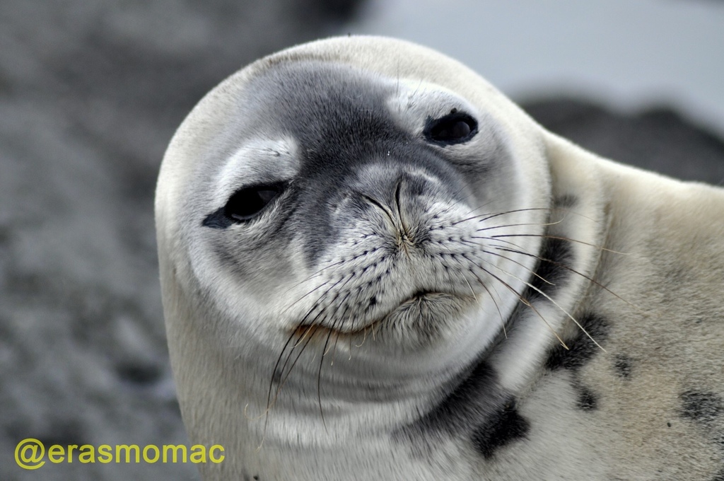 Weddell seal with a pale, speckled face looking toward the camera
