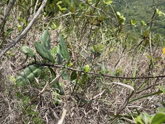 Gynura divaricata