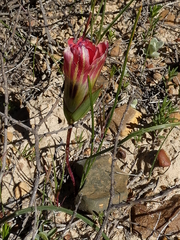 Romulea sabulosa