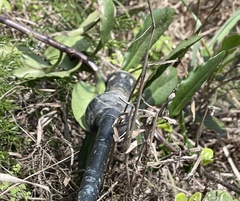 Gynura divaricata