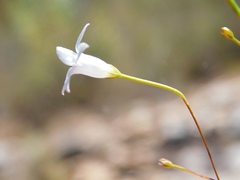 Prismatocarpus brevilobus