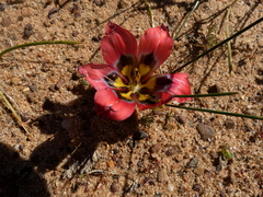 Romulea sabulosa