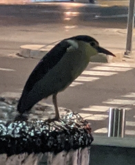 Nycticorax nycticorax