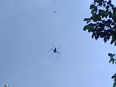 Nephila pilipes