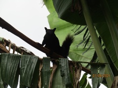 Sciurus variegatoides