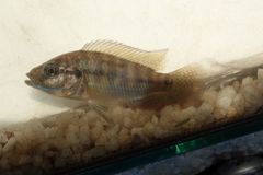 Pseudocrenilabrus philander