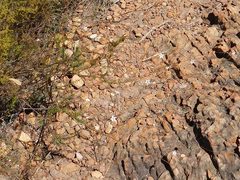 Prismatocarpus brevilobus