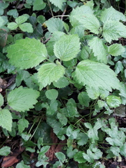 Lamium galeobdolon