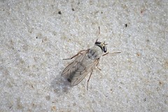 Stenotabanus psammophilus