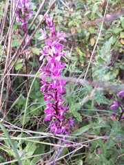Orchis mascula laxifloriformis
