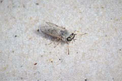 Stenotabanus psammophilus