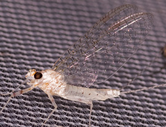 Maccaffertium mediopunctatum