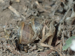Cornu aspersum