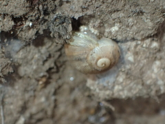 Cornu aspersum